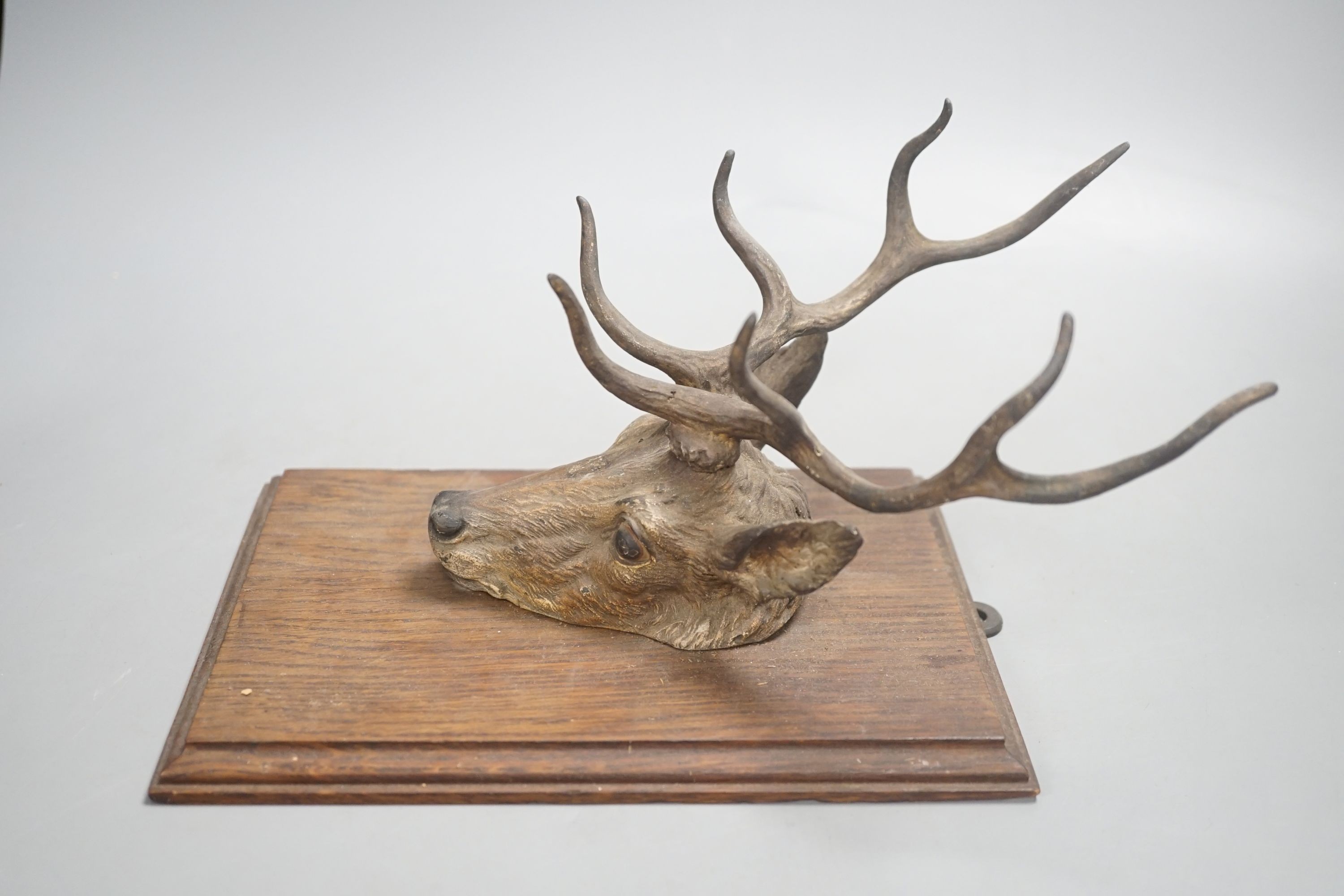 An early 20th century Viennese cold painted bronze stag's head paper clip, mounted on oak panel.